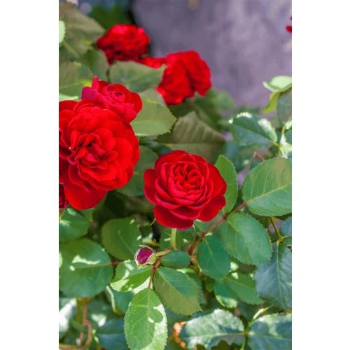 Aşılı Gül Fidanı Kokulu 10-20 cm ürün görseli 1