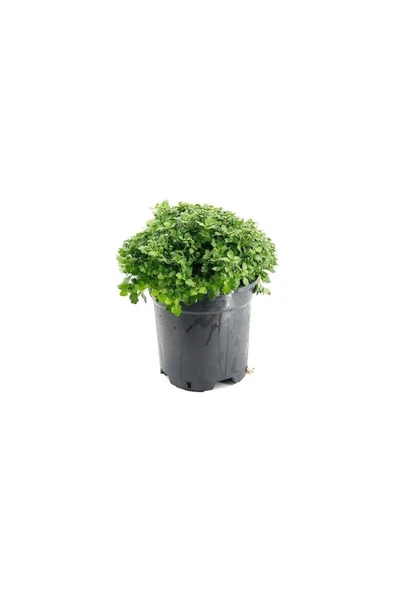 Kasımpatı Krizantem, (Chrysanthemum) Çiçeği Pembe 10-20 cm ürün görseli 1