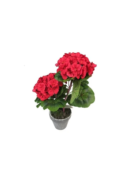 Saksılı Kırmızı Sardunya Çiçeği Potted Red Geranium Flower 10-20 cm ürün görseli 1
