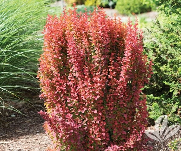 Kırmızı Berberis Thunbergii Kadın Tuzluğu Fidanı 20-40 cm ürün görseli 1