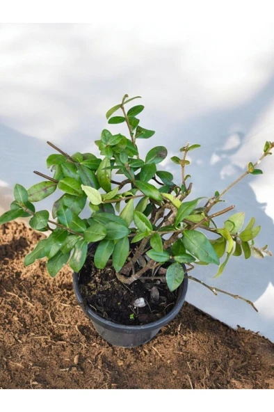 Kokulu Arap Yasemini Sarmaşığı 10-20 cm ürün görseli 1