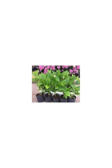 Pembe Ortanca Fidanı Fidesi 10-20 cm Hydrangea Macrophylla ürün görseli 1