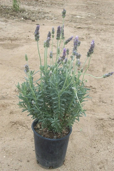 Lavandula Angustifolia Fidesi Fidanı 10-20 cm ürün görseli 1