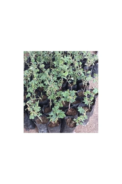 Tüplü Reçellik Kokulu Pembe Isparta Gülü Fidanı 10-20 cm ürün görseli 1