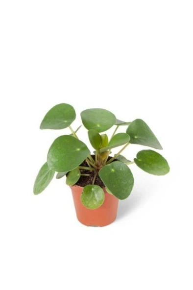 Baby Pilea Peperomioides Çin Para Bitkisi Saksı Bitkisi - Ev Bitkisi ürün görseli 1