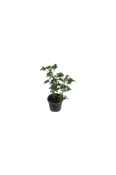 Itır Çiçeği Fidanı Küçük Boy 10-20 cm ürün görseli 1