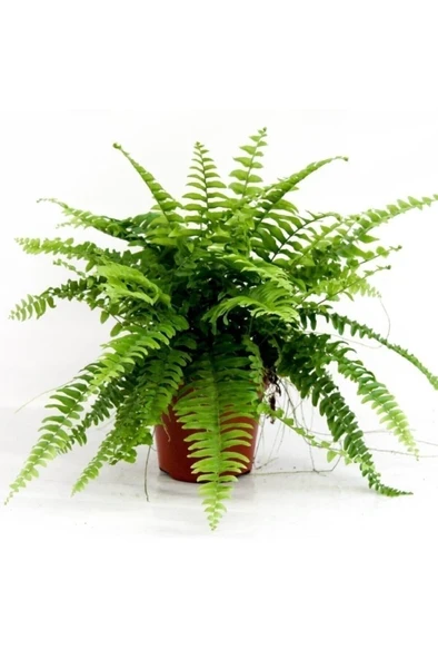 Fujer Aşk Merdiveni Nephrolepsis Exaltata 10-20 cm - Resim 2