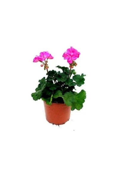 Açık Pembe Sardunya Çiçeği Fidanı 10-20 cm ürün görseli 1