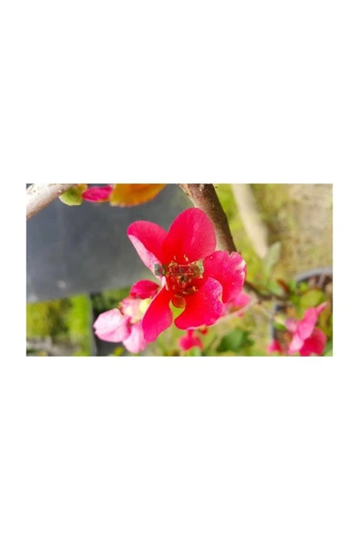 Chaenomeles Japon Ayvası Bahar Dalı Fidanı 30-50 cm ürün görseli 1