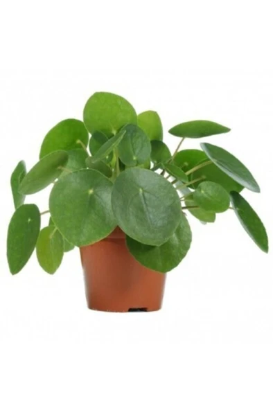 Pilea Bitkisi Çin Para Çiçeği Fidanı 10-20 cm ürün görseli 1