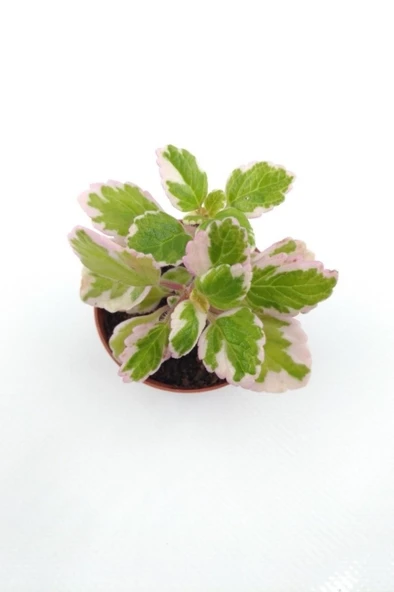 Plectranthus Forsteri Variegata Benjamin Çiçeği Fidanı 10-20 cm ürün görseli 1