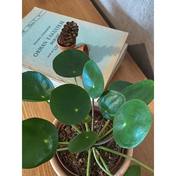 Pilea Peperomioides / Çin Para Çiçeği 10-20 cm - Resim 3