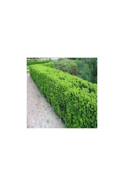Şimşir (Buxus Sempervirens) Fidanı 20-40 cm ürün görseli 1