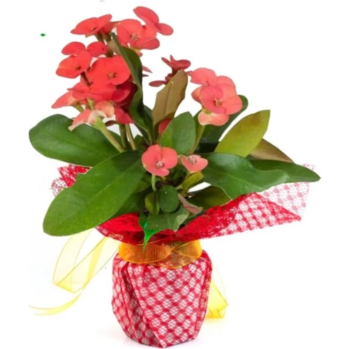 Dikenler Taci Euphorbia Milii ürün görseli 1