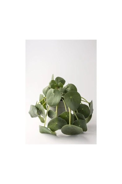 Çin Para Çiçeği Fidanı (PİLEA PEPEROMİOİDES) 10-20 Cm ürün görseli 1