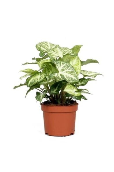 Melek Kanadı Iç Mekan Süs Bitkisi Syngonium Podophyllum 10-20 cm ürün görseli 1