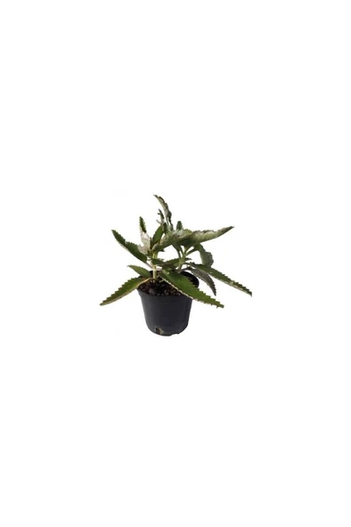 Aşkın Gözyaşı Çiçeği (Kalanchoe Daigremontiana) 10-20 cm ürün görseli 1