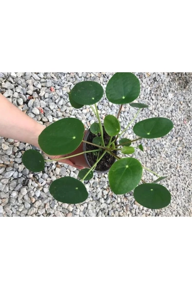 Pilea Çin Para Çiçeği Canlı Çiçek 10-20 cm - Resim 2