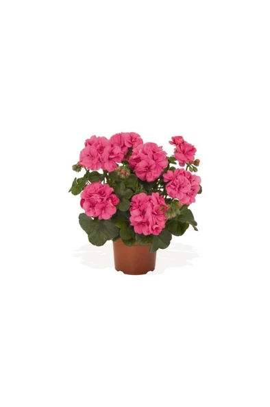 Saksılı Açık Pembe Yavruağzı Sardunya Çiçeği 10-20 cm ürün görseli 1