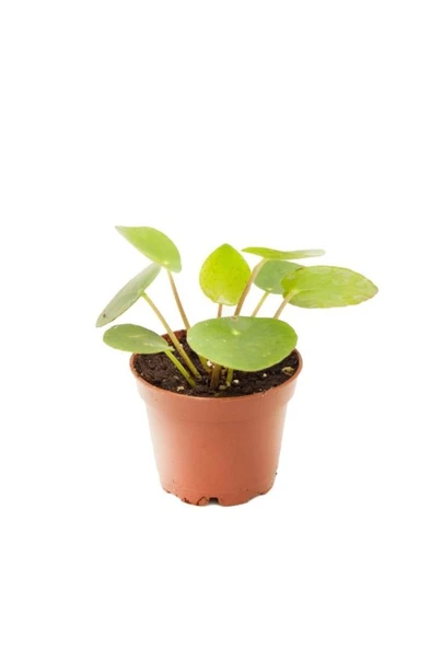 Pilea Peperomioides | Çin Para Ağacı 10-20 cm ürün görseli 1