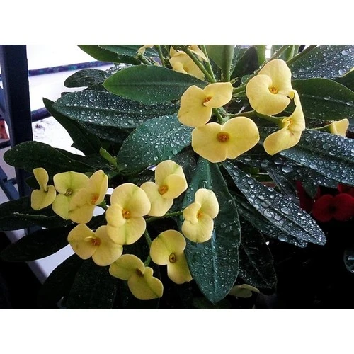 Dikenler Tacı Çiçeği Fidanı 10-20 cm Sarı ürün görseli 1