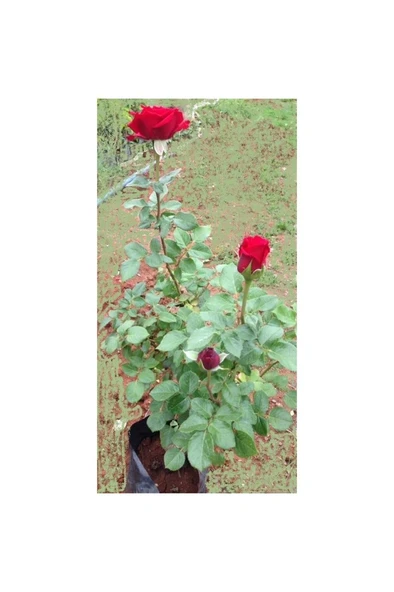 Kırmızı Gül Fidanı Saksıda 10-20 cm ürün görseli 1