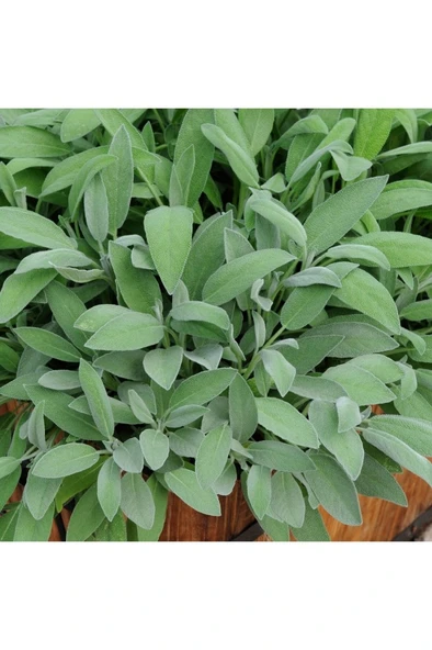 Adaçayı Salvia Officinalis Tıbbi Adaçayı 5 Adet 10-20 cm ürün görseli 1