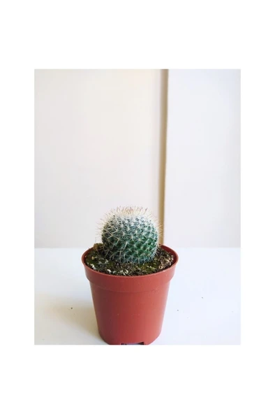 Kaktüs Beyaz Kaktüs Kaynana Topuzu 8,5'luk Saksıda 12CM ürün görseli 1