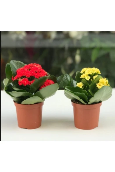 Kalanşo Çiçeği  Renkli Kalanşo Çiçeği 2 Adet 10-20 cm ürün görseli 1