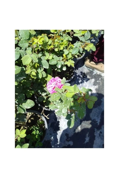 Gül Fidanı 2 Adet 10-20 Cm ürün görseli 1