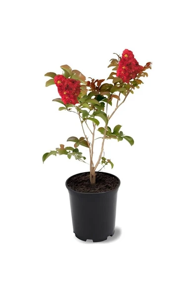 Kırmızı Renk Oya Ağacı Fidanı 30-60 cm ürün görseli 1