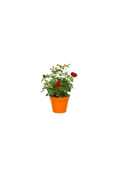 Kan Kırmızı Gül Fidanı 10-20 cm ürün görseli 1