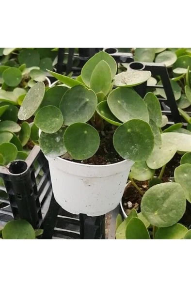 Pilea Çin Para Çiçeği 10-20 cm ürün görseli 1