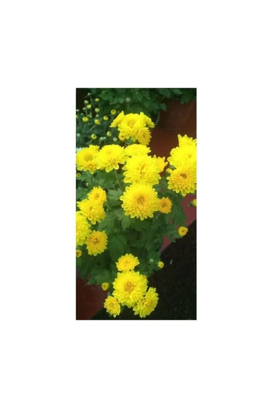 Sarı Kasımpatı Krizantem Chrysanthemum Çiçeği 10-20 Cm ürün görseli 1
