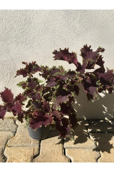 Kolyoz Yaprak Güzeli Kolyos Çiçeği Özel Renk 10-20 Cm ürün görseli 1