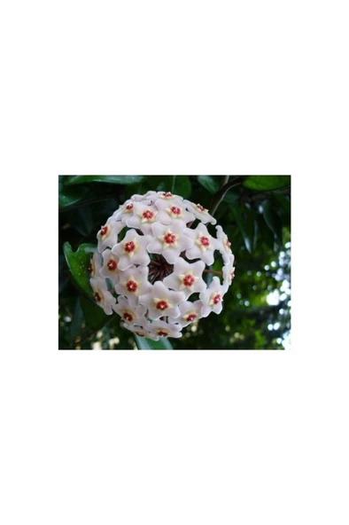 Mum Çiçeği Fidanı 10-20 cm ürün görseli 1