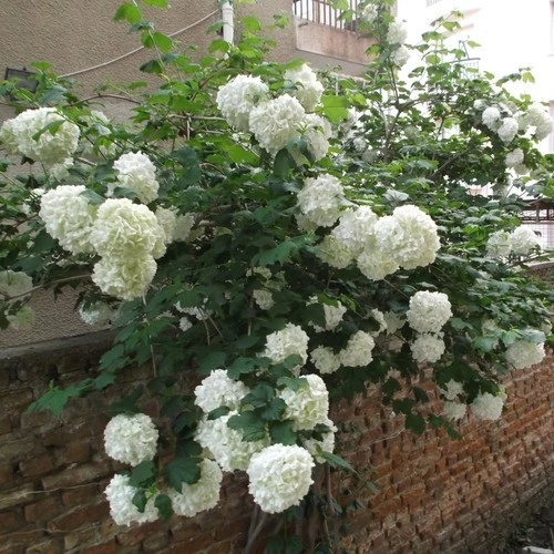 Kartopu Çiçeği (Viburnum Lucidum) Fidanı 30-60 cm ürün görseli 1