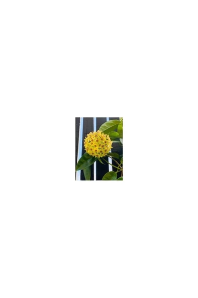 Sarı Kırmızı Mum Çiçeği Fidanı 10-20 cm ürün görseli 1