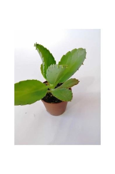 Aşkın Gözyaşı Çiçeği Fidanı 10-20 cm ürün görseli 1