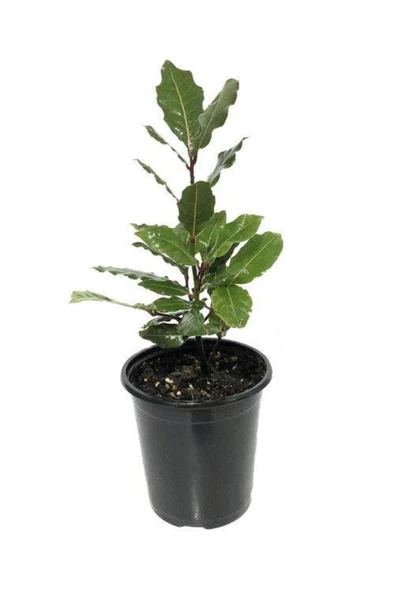 Defne Fidanı Laurus Nobilis 30-40 cm ürün görseli 1