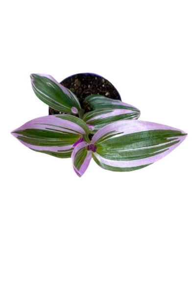 Tradescantia Nanouk Pembe Telgraf Çiçeği 10-20 cm ürün görseli 1