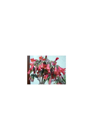 Aşkın Gözyaşı Çiçeği 10-20 cm ürün görseli 1