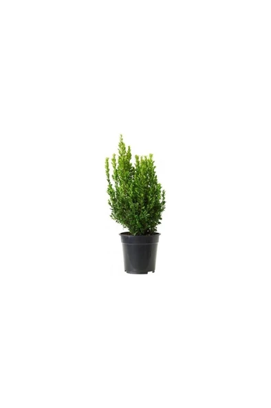 Şimşir Fidesi Fidanı 5 Adet 20-30 cm Buxus Sempervirens ürün görseli 1