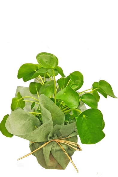 Pilea Peperomioides Çin Para Ağacı 10-20 cm ürün görseli 1