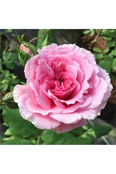 9 Adet Tüplü Sarmaşık Gül Fidanı Isparta Gülü Rosa Rampicanti ürün görseli 1