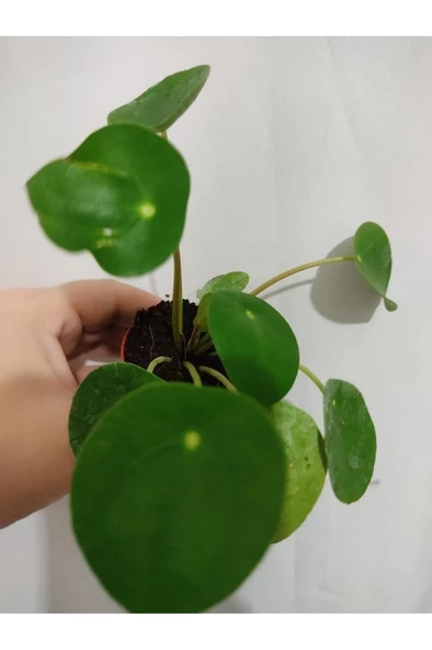 Pilea Çin Para Çiçeği Fidanı Ofıs bitkisi Salon Bitkisi 10-20 cm ürün görseli 1
