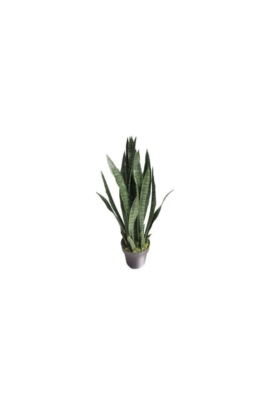 Paşa Kılıcı Sansevieria Fidanı 10-20 Cm ürün görseli 1
