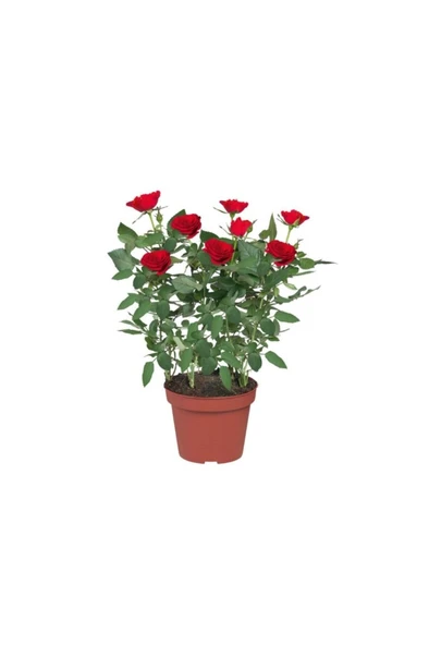 Minyatür Gül Fidanı Kırmızı 10-20 cm ürün görseli 1