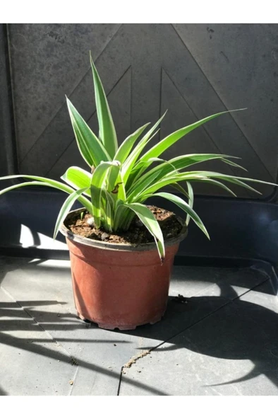 Kurdele Çiçeği Fidanı (chlorophytum Comosum) 10-20 cm ürün görseli 1