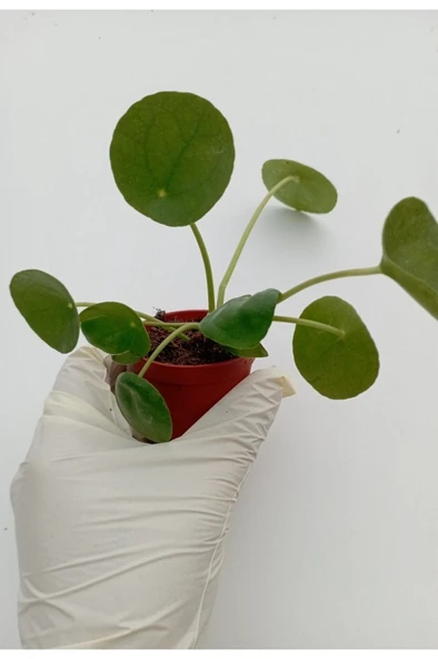 Çin Para Çiçeği Saksılı Bitki Pilea Peperomioides Pilea bitkisi pilea sukulent ürün görseli 1